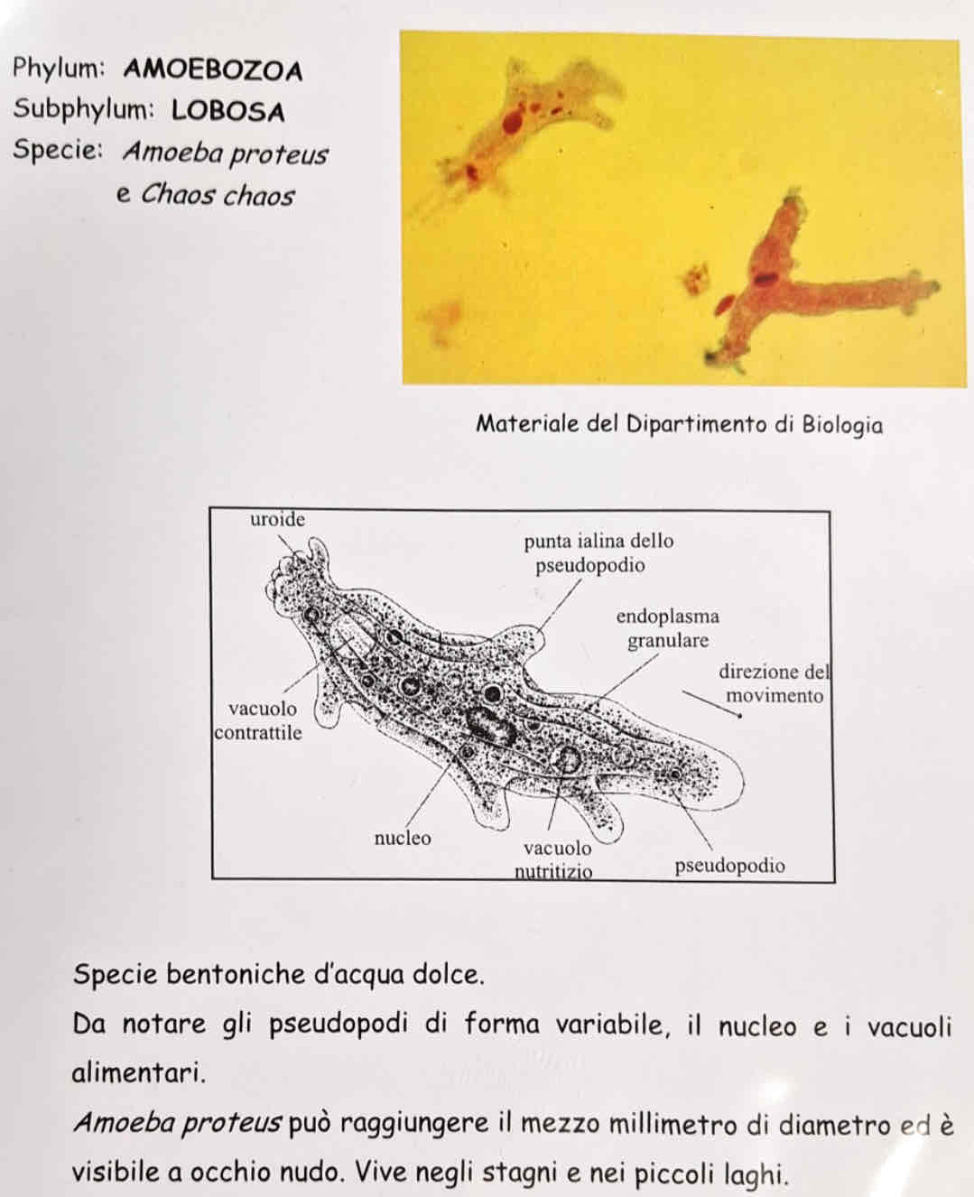 <p><em>Amoeba proteus (?)</em></p>