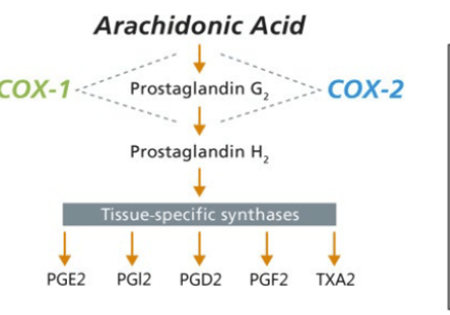 <p>Cyclooxygenase 2 (COX-2)</p>