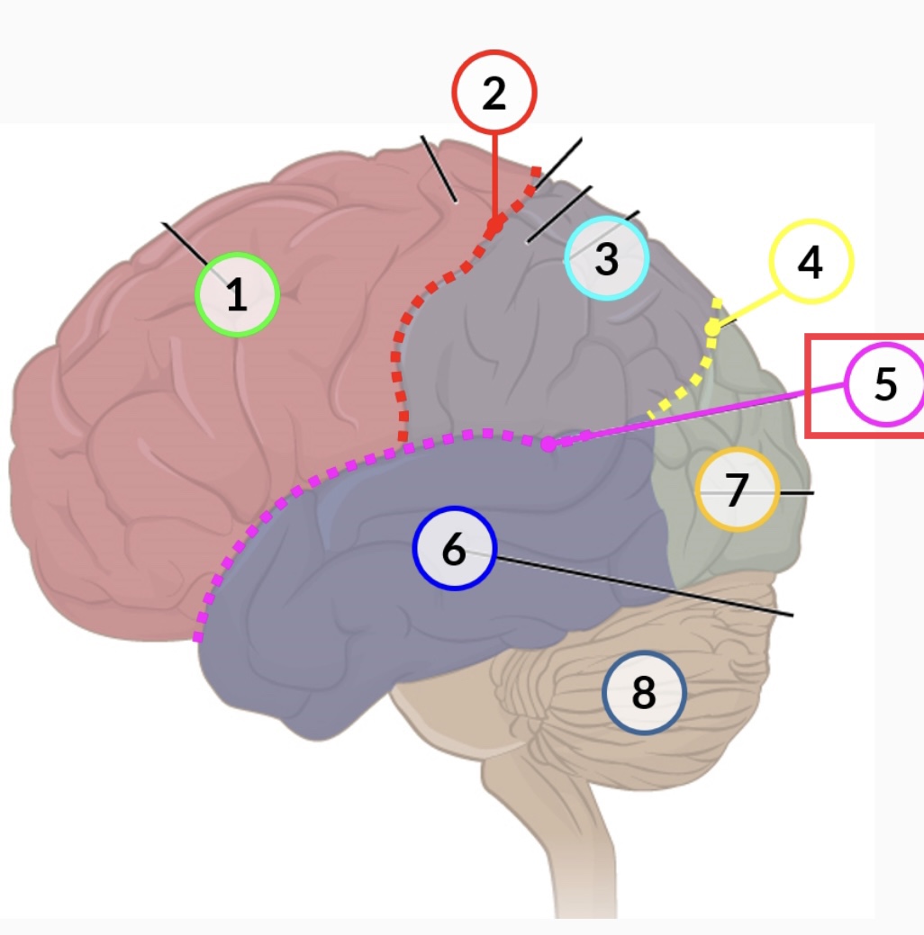 surface landmark of the cerebral cortex that marks the boundary between the temporal lobe and the frontal and parietal lobes
