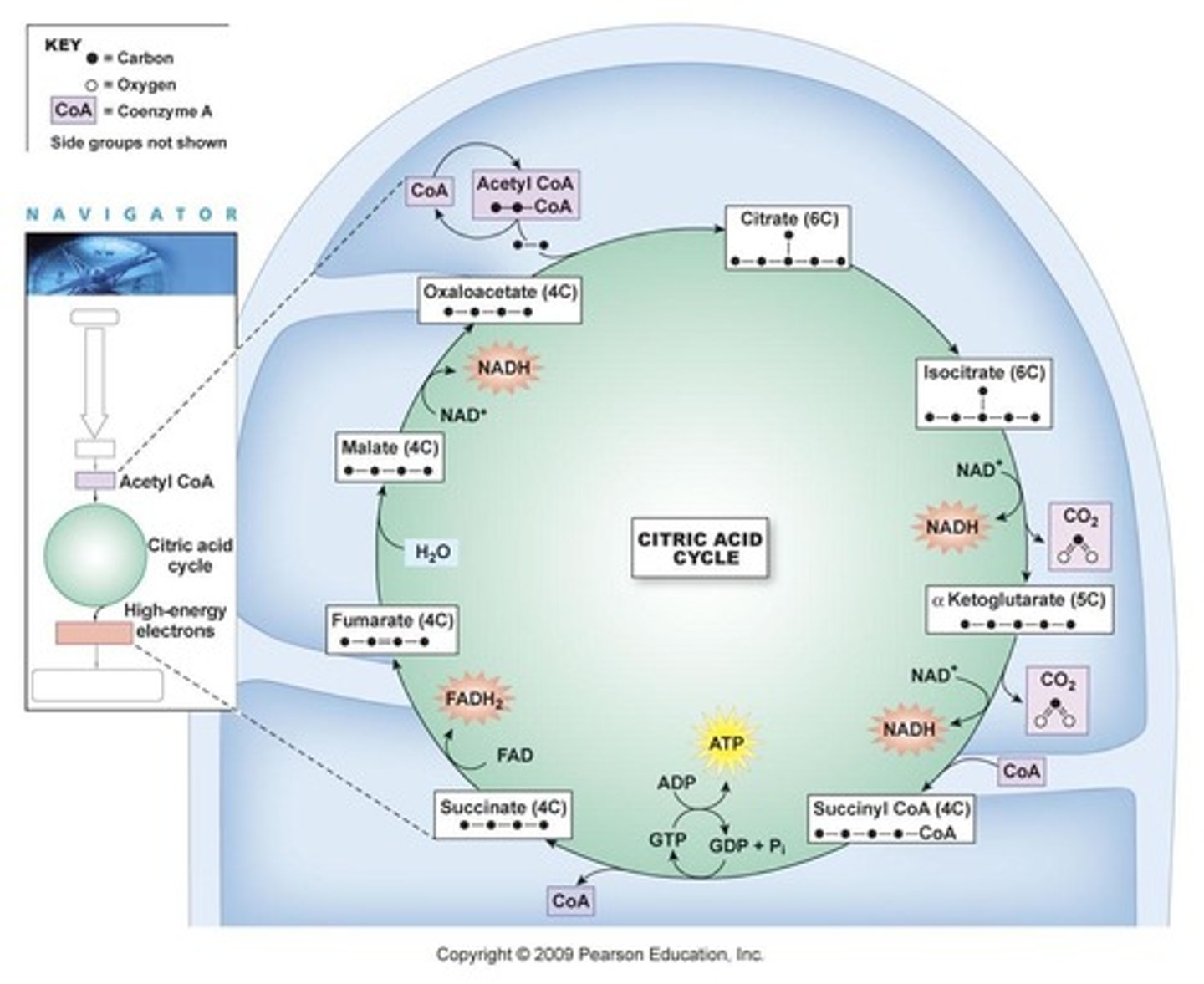 <p>It synthesizes ATP using the H+ gradient created during glycolysis and the Krebs cycle.</p>