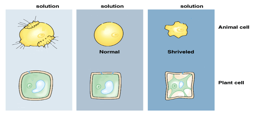 <p>Methods used by all living things to maintain stable internal conditions even when the external conditions change.</p><p><strong><u>Ex:</u></strong> Sweat to cool down, Sensations of thirst and hunger</p>