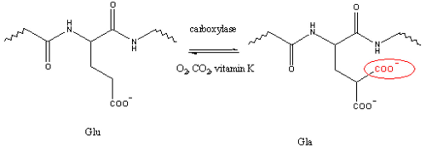 <p>adding carboxylic acid to a protein to bind Ca2+</p>