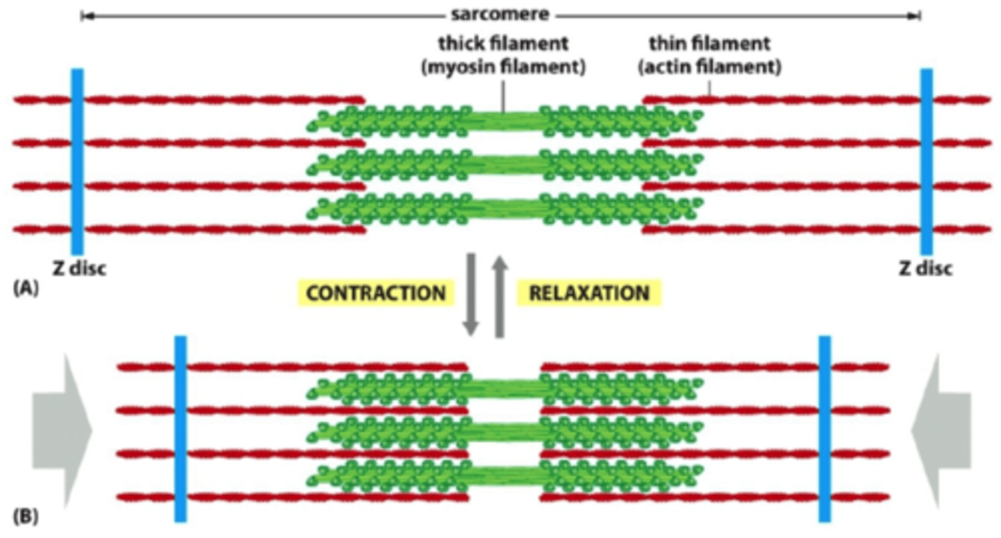 <p>I bands shorten.</p><p>Distance between Z discs shortens.</p><p>H zones disappear.</p><p>Contiguous A bands move closer together, but their length does not change.</p>
