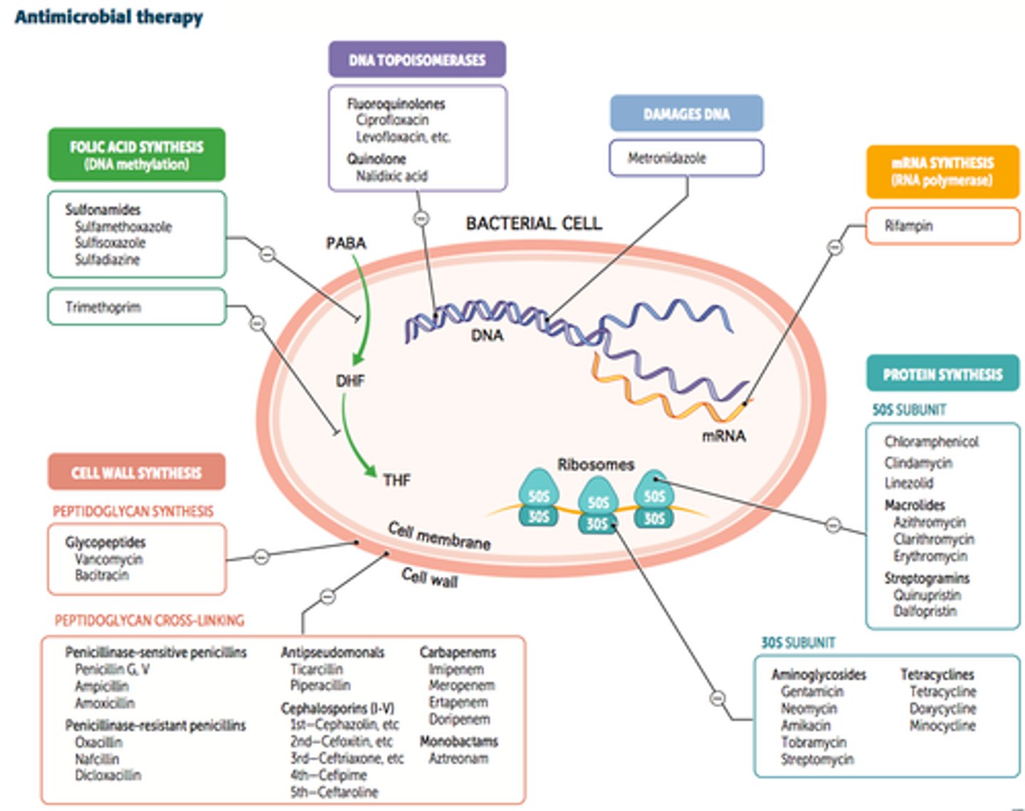 <p>Bacteriostatic inhibits growth; Bactericidal kills the bacteria directly.</p>