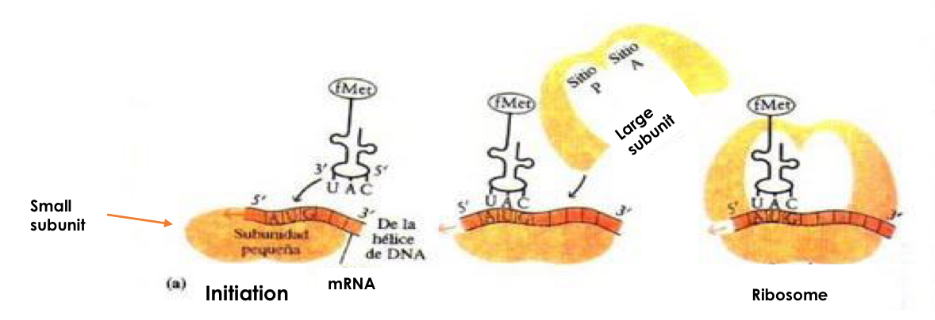 <p>-mRNA binds to small subunit of ribosome</p><p>-first aminoacyl-tRNA binds small subunit P-site</p><p>-Initial codon is AUG and first acid acid is methionine </p><p>-large subunit binds to complex</p>