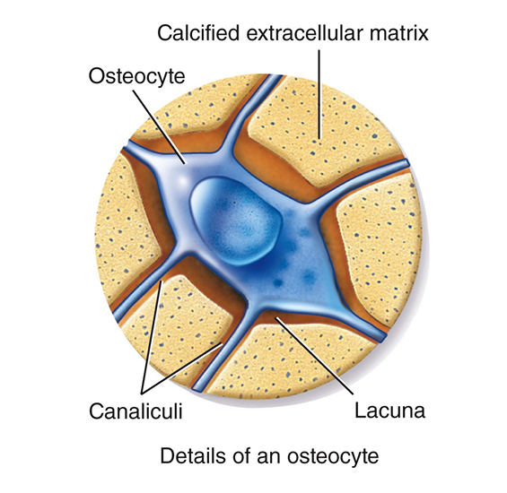 <ol><li><p>compact </p></li><li><p>spongy </p></li></ol><ul><li><p>collagen fibers and calcium give bones its strength </p></li></ul>