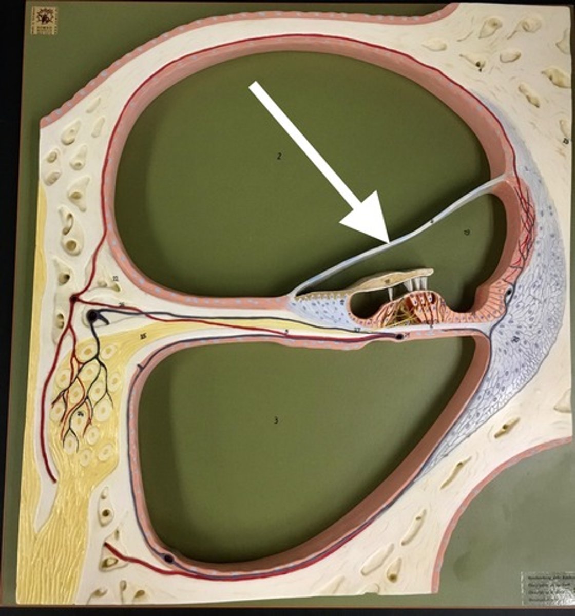 <p>membranous separation between scala vestibuli and scala media</p>
