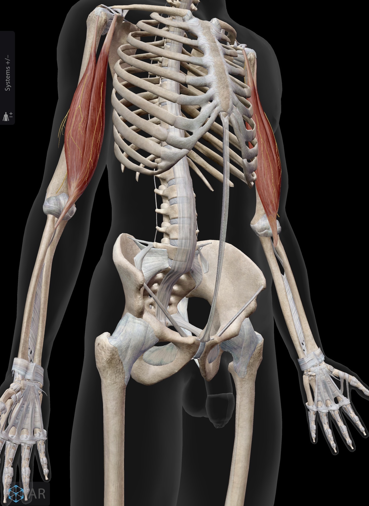 <p>Name the muscle and corresponding letter ( O = origin, I = insertion, A = actions, IN = innervation)</p><p>O</p><p>I</p><p>A</p><p>IN</p>