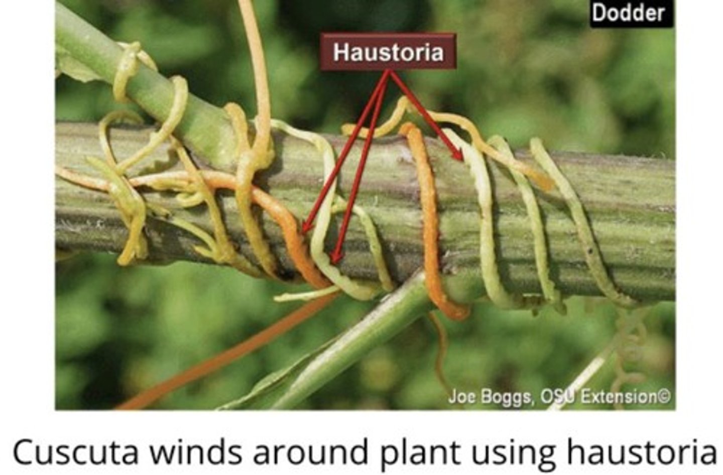 <p>Some roots absorb nourishment from the host plant.</p>