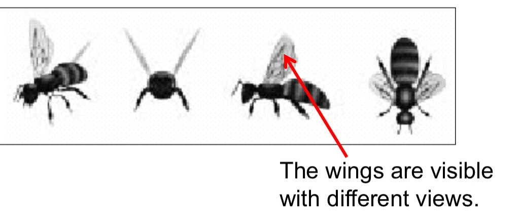 <ul><li><p>Tarr, Buelthoff and others assume that we store (a small set of) different views of the same image.</p></li><li><p>To limit the number of views that have to be stored we may interpolate between the views.→ all the bees have wings this consistent features help us interpolate</p></li><li><p>This requires cues that are fairly robust to the vantage point (non-accidental features).</p></li></ul><p></p>