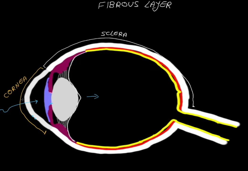 <ul><li><p>Outermost layer, has no blood supply</p></li><li><p>Contains the Sclera</p></li><li><p>Contains the Cornea</p></li></ul><p></p>