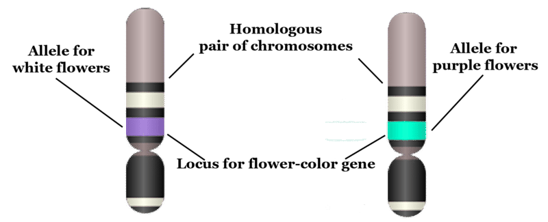 <h3><span class="heading-content"><mark data-color="green">What is a gene? What is the proper way to write human gene names? Do you have two alleles for every gene? Why or why not?</mark></span></h3>