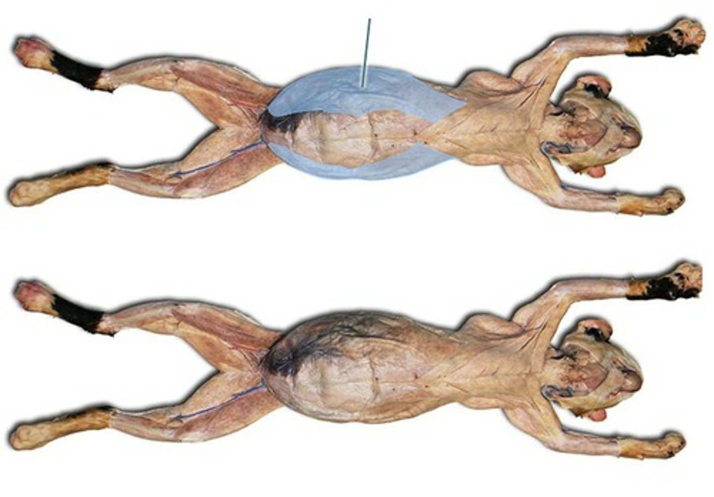 <p>-originates- posterior ribs and lumbodorsal fascia</p><p>-inserts- aponeurosis along mid-ventral surface</p><p>-outermost</p><p>- thin broad sheet covering ventral and lateral abdominal</p><p>-function: compresses abdominal region</p>
