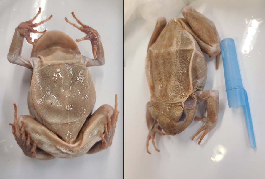 <p>Scientific name and distinguishing features</p>