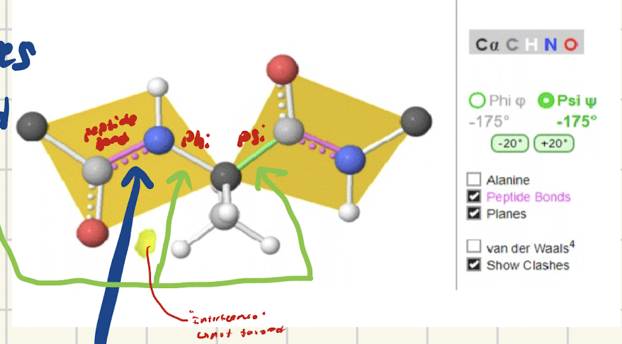 <ul><li><p>bond that rotates that is between a-amino and a-carbon</p></li></ul><p></p>