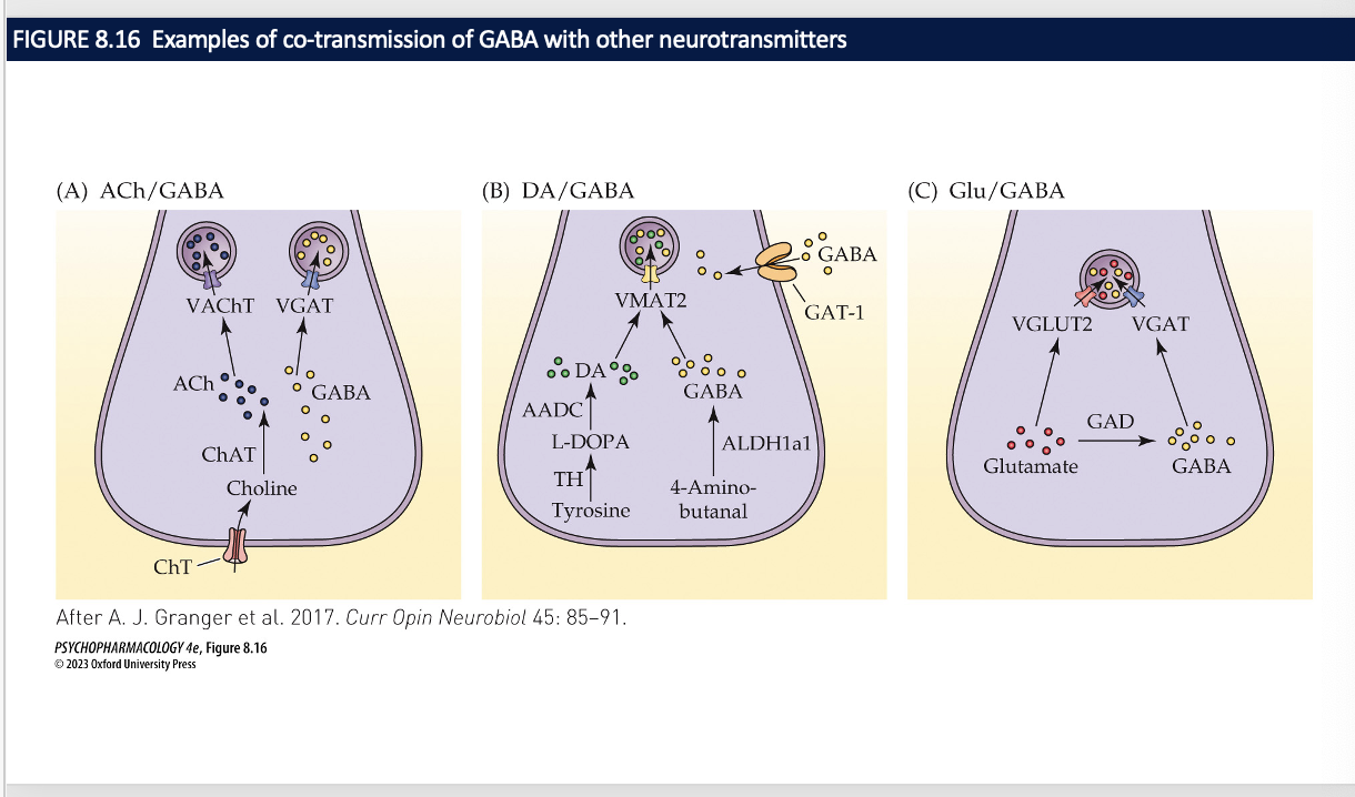 basal forebrain cholinergic neurons which give projections to the hippocampus 