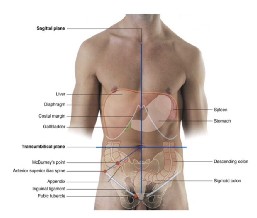 <p>We can also divide the abdomen into 4 different quadrants, by forming a vertical plane and a horizontal plane (horizontal transumbilcial plane) that coincides at the level of the umbilicus. </p><ul><li><p>We can use these 4 quadrants in order to localise the specific organs:</p><ul><li><p>The liver and gallbladder are in the right upper quadrant.</p></li><li><p>The stomach and spleen are in the left upper quadrant.</p></li><li><p>The cecum and appendix are in the right lower quadrant.</p></li><li><p>The end of the descending colon and sigmoid colon arein the left lower quadrant.Anterolateral wall </p></li></ul></li></ul>
