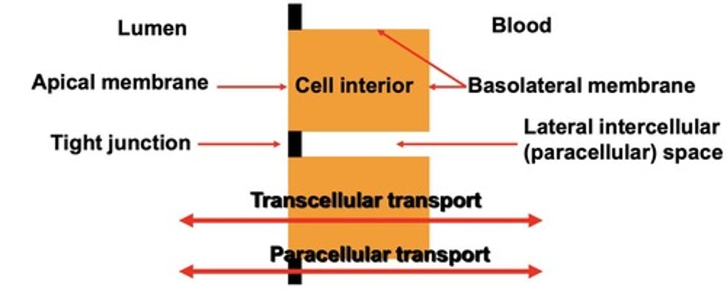 <p>Transport through epithelial cells, involving membranes.</p>