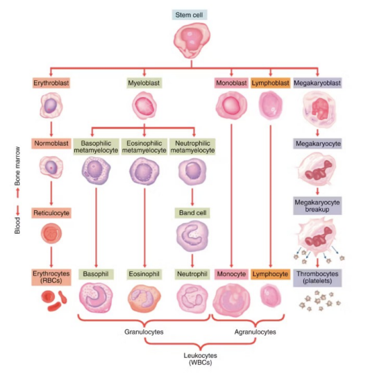 <ul><li><p><span style="background-color: transparent;"><span>Erythroblast</span></span></p></li><li><p><span style="background-color: transparent;"><span>Myeloblast</span></span></p></li><li><p><span style="background-color: transparent;"><span>Monoblast</span></span></p></li><li><p><span style="background-color: transparent;"><span>Lymphoblast</span></span></p></li><li><p><span style="background-color: transparent;"><span>Megakaryoblast</span></span></p></li></ul><p></p>