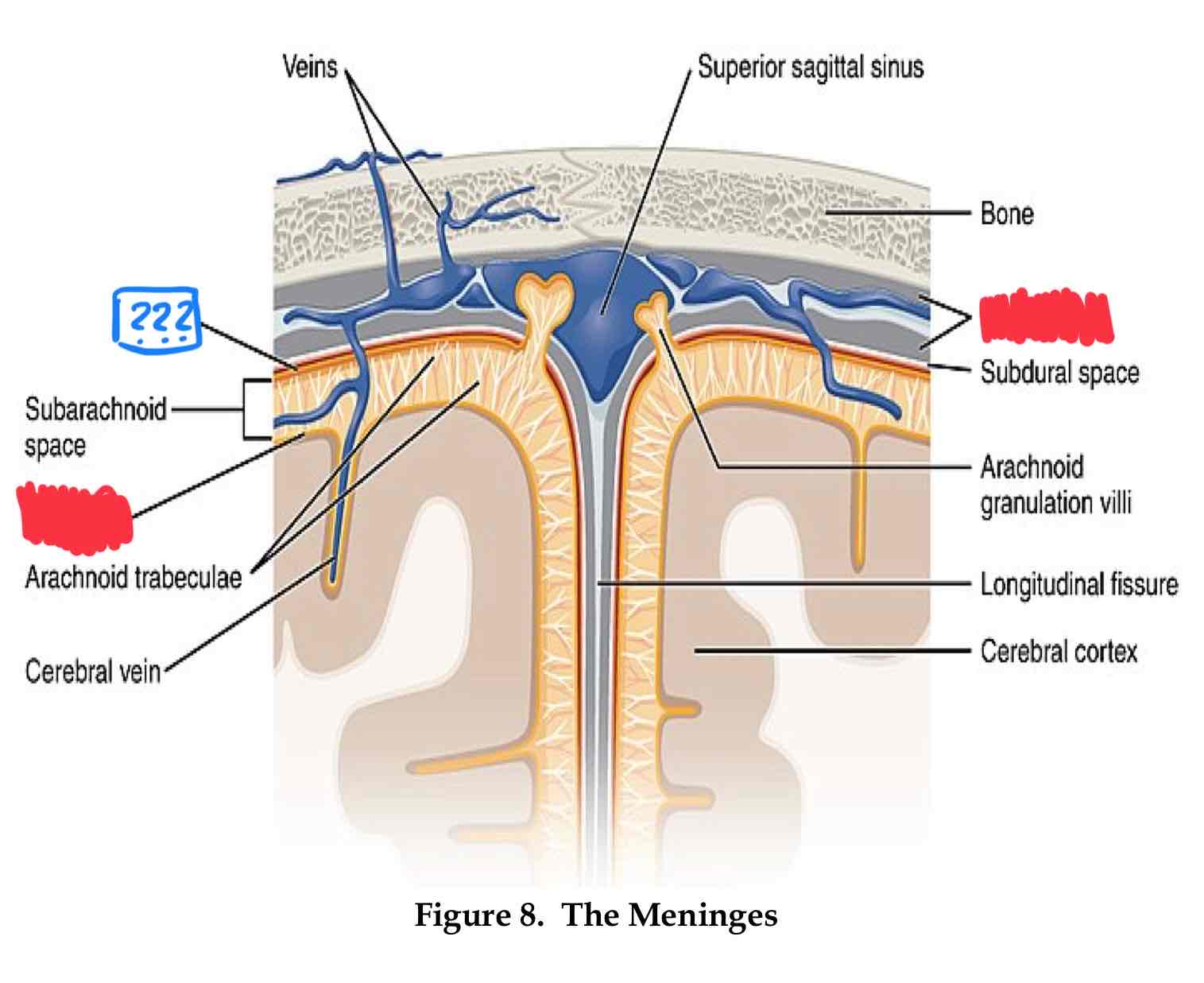 <p>middle layer, csf flows between this layer and pia layers</p>