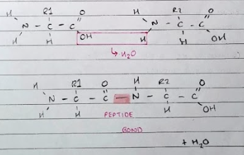 <p>A dipeptide is formed by the condensation reaction of two amino acids.</p>