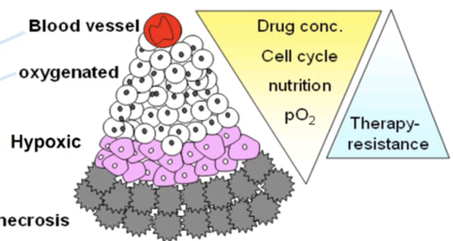<p>- Normal growth happens closes to blood vessel as more access to oxygen.</p><p>- The further away from blood vessel, the less oxygen for cells.</p><p>- This explains why necrotic regions are furthest away from blood vessel, then hypoxic.</p>
