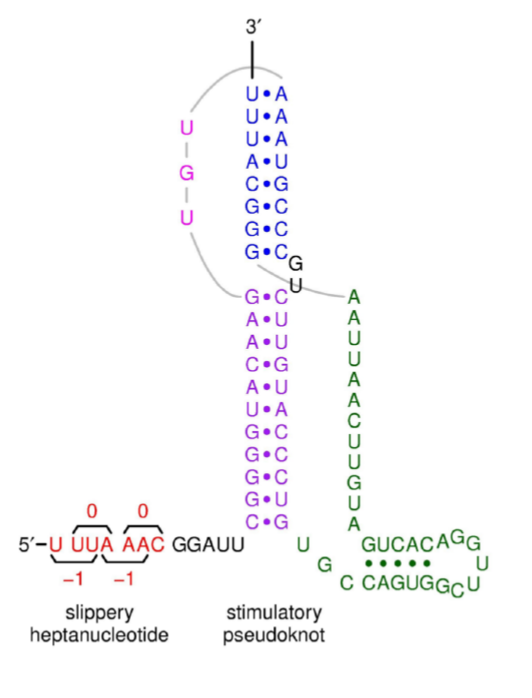 This is where the ORFs are. 
Programmed ribosomal frameshifting generates 2 polyproteins encoding the replicase proteins.
-        Slippery heptanucleotide make ribosome read thru past stop codon
-        Pseudoknot can cause ribosome to pause and frameshift (moves back the reading frame by one and then continues reading, bypasses one stop codon)
