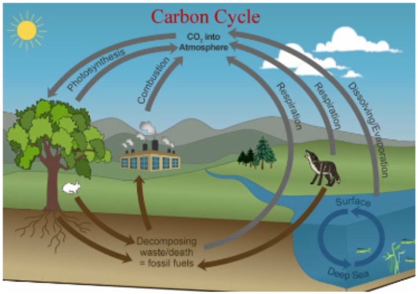 <p>What are three of the largest fluxes un the global carbon cycle</p>