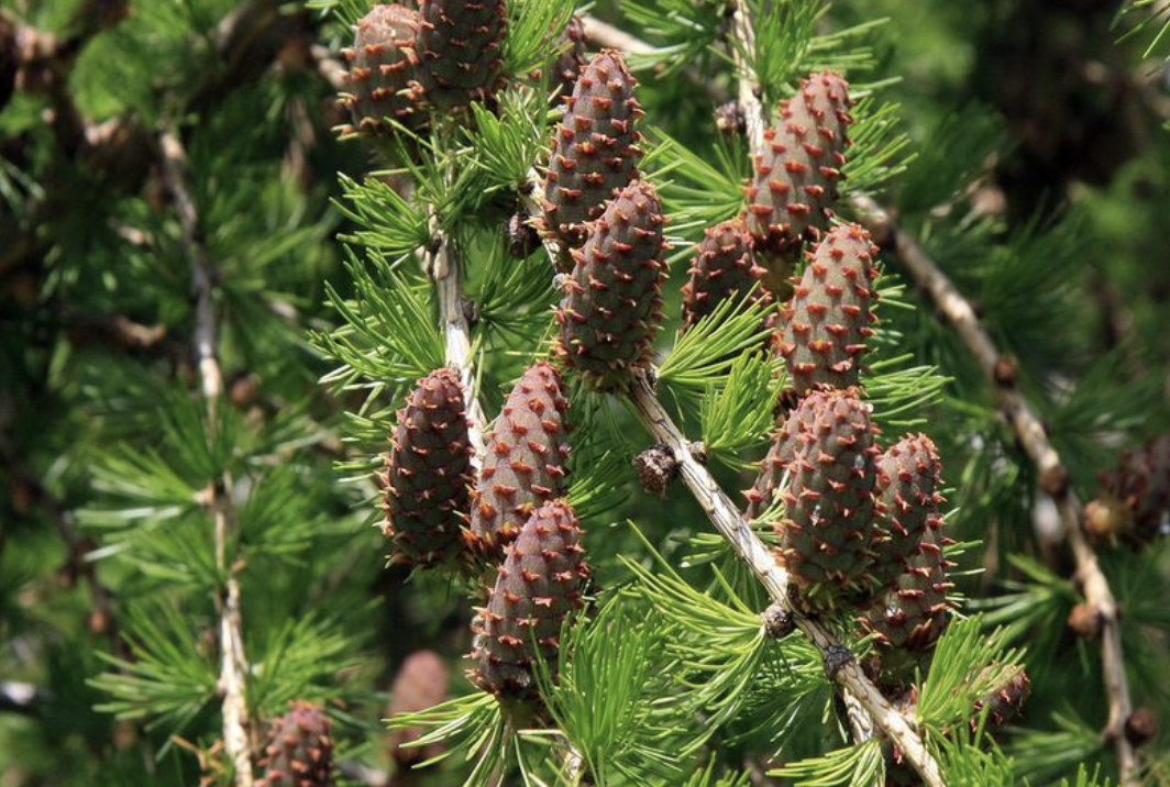<p>identify by cones</p>