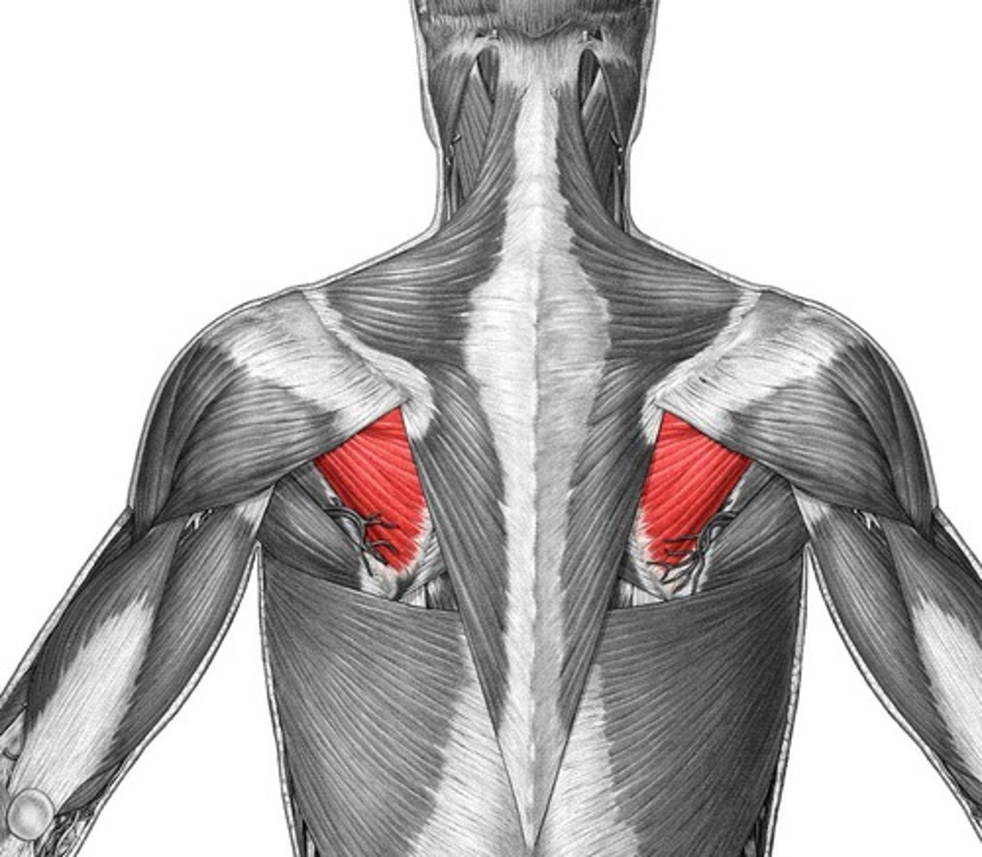<p>Rotator cuff muscle that externally rotates arm.</p>