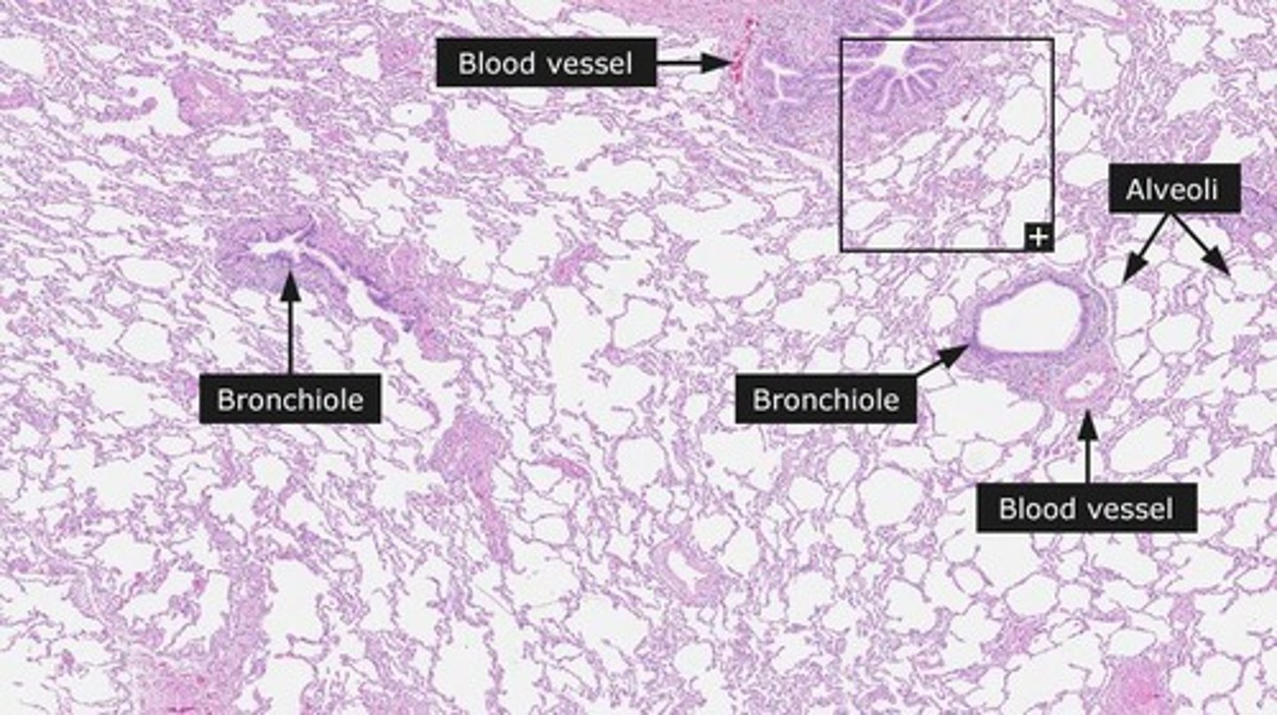 <p>Heart-related conditions impacting COPD patients.</p>