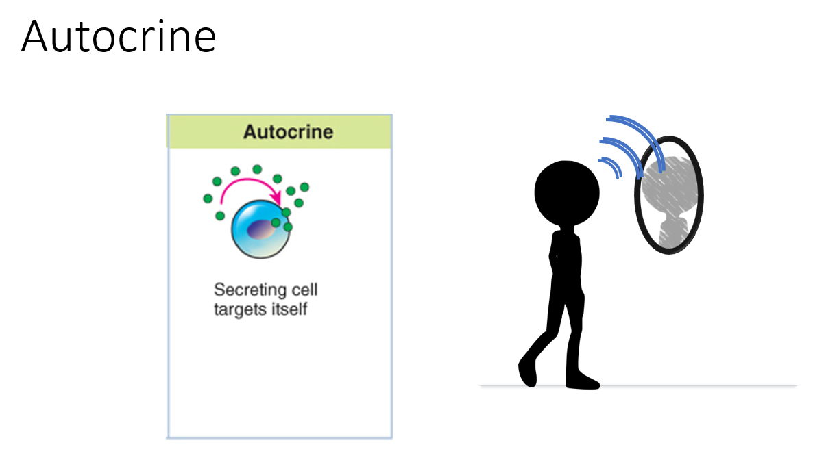 <p><span>The cell is secreting molecule to itself.</span></p><p><span>Ex. when you talk to yourself while studying</span></p>