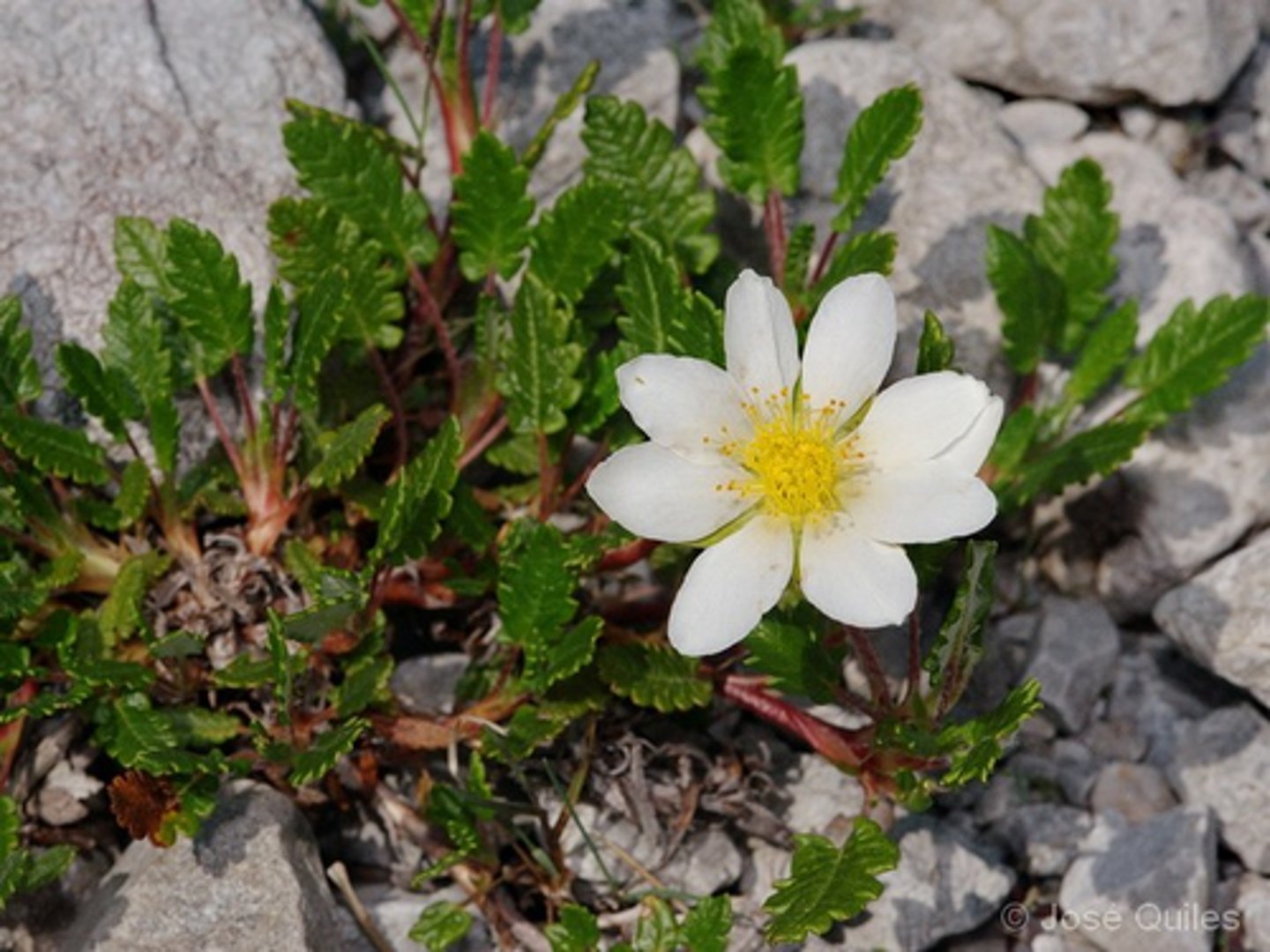 <p>Prostrate, evergreen subshrub (has woody stems) </p><p>Small leaves with blunt marginal teeth/lobes</p><p>Flowers have eight petals</p>