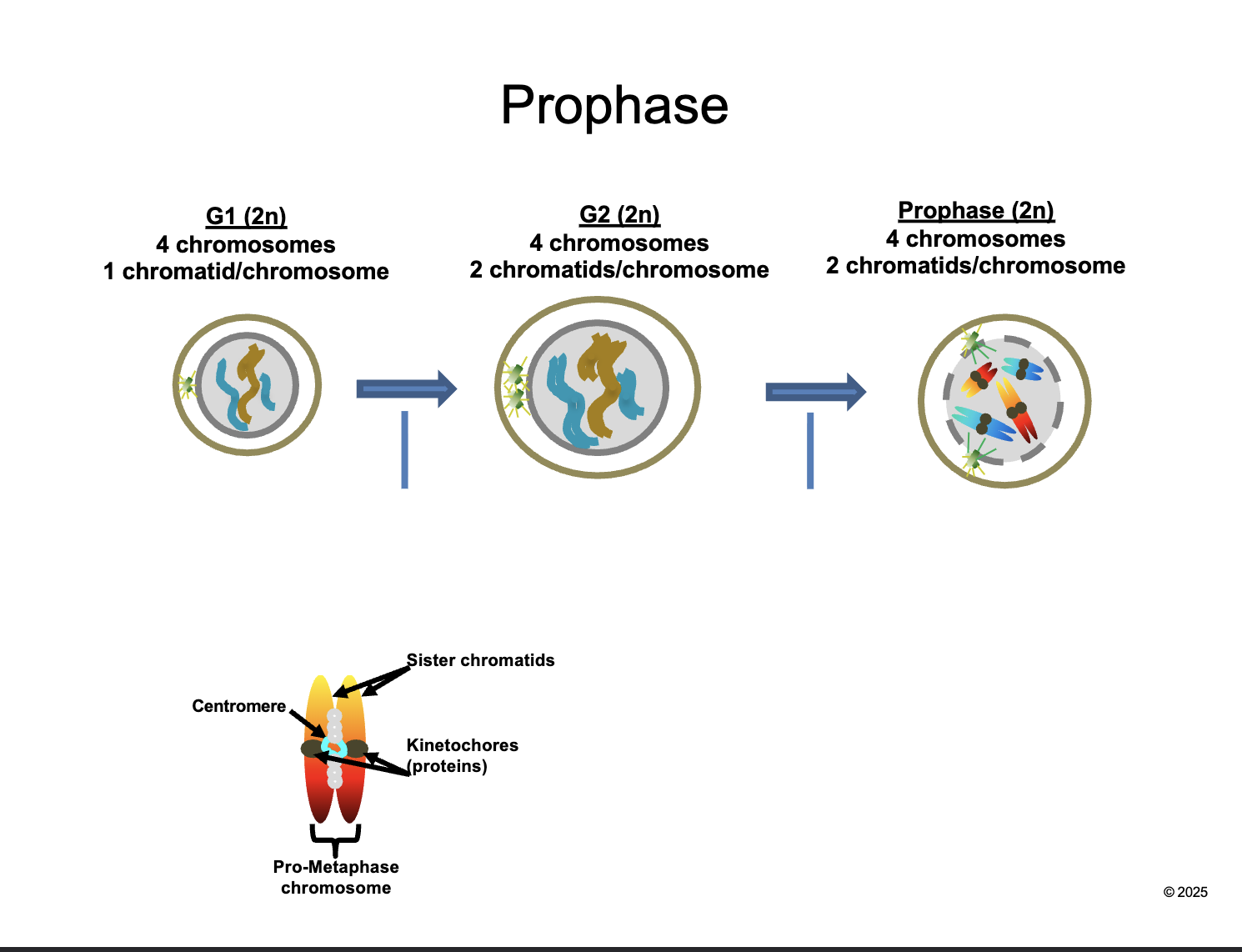<p>Between G1 and G2 </p><ul><li><p>DNA REPLICATION </p></li><li><p>chromosomes are not VISIBLE </p></li><li><p>CENTRIOLE duplication </p></li><li><p>MITOCHONDRIA duplication </p></li></ul><p></p>