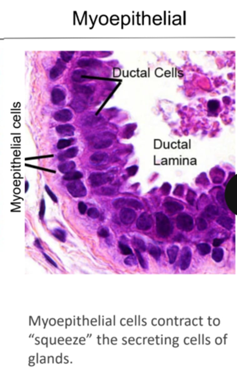 <p>These contractile cells surround secretory glands and allow secretion of whatever they got, such as in the mammary glands, or acinar cells of the pancreas</p>