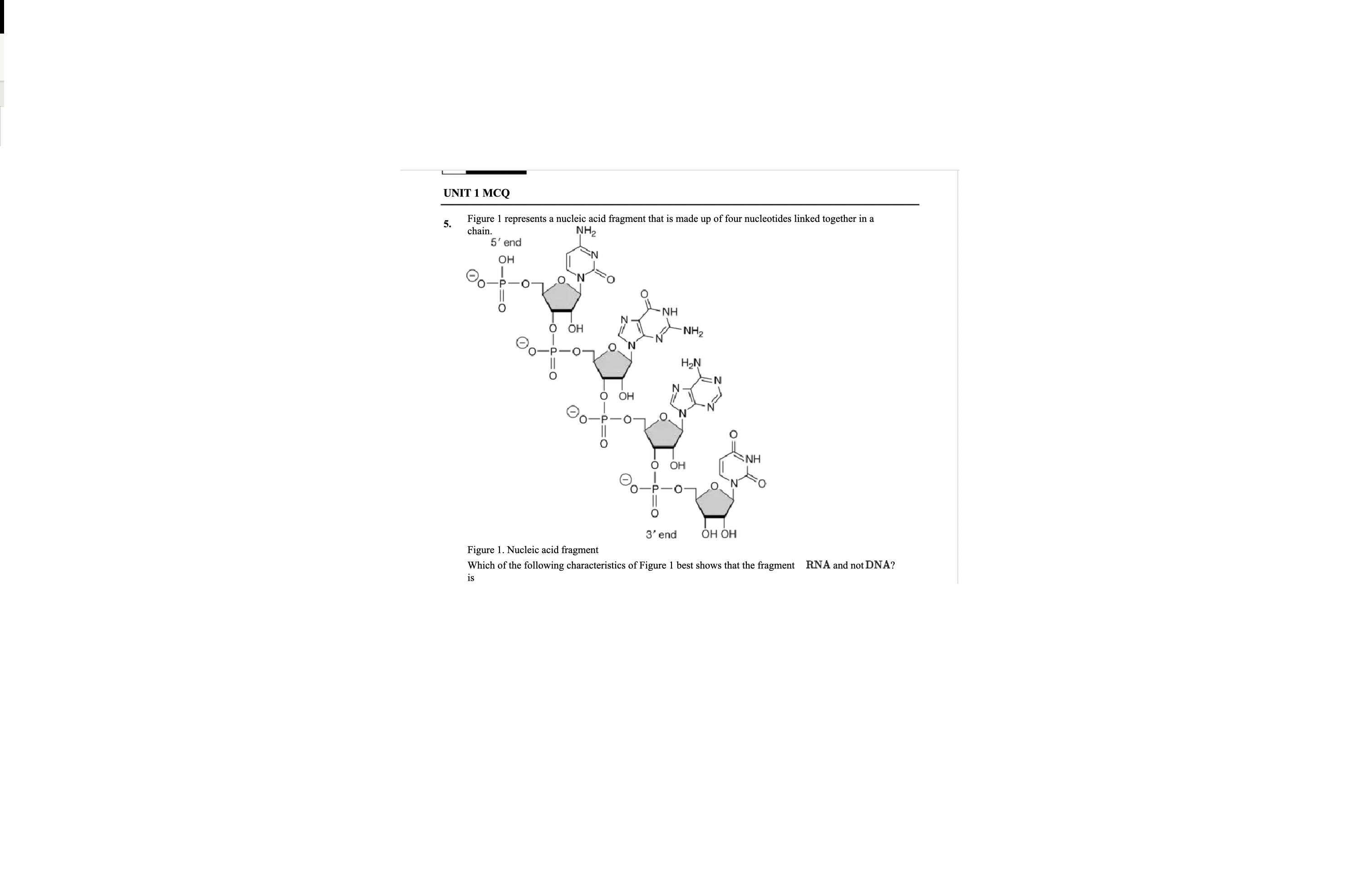 <p>Figurine 1 represents a nucleic acid fragment that is made up of four nucleotides linked together in a chain</p>