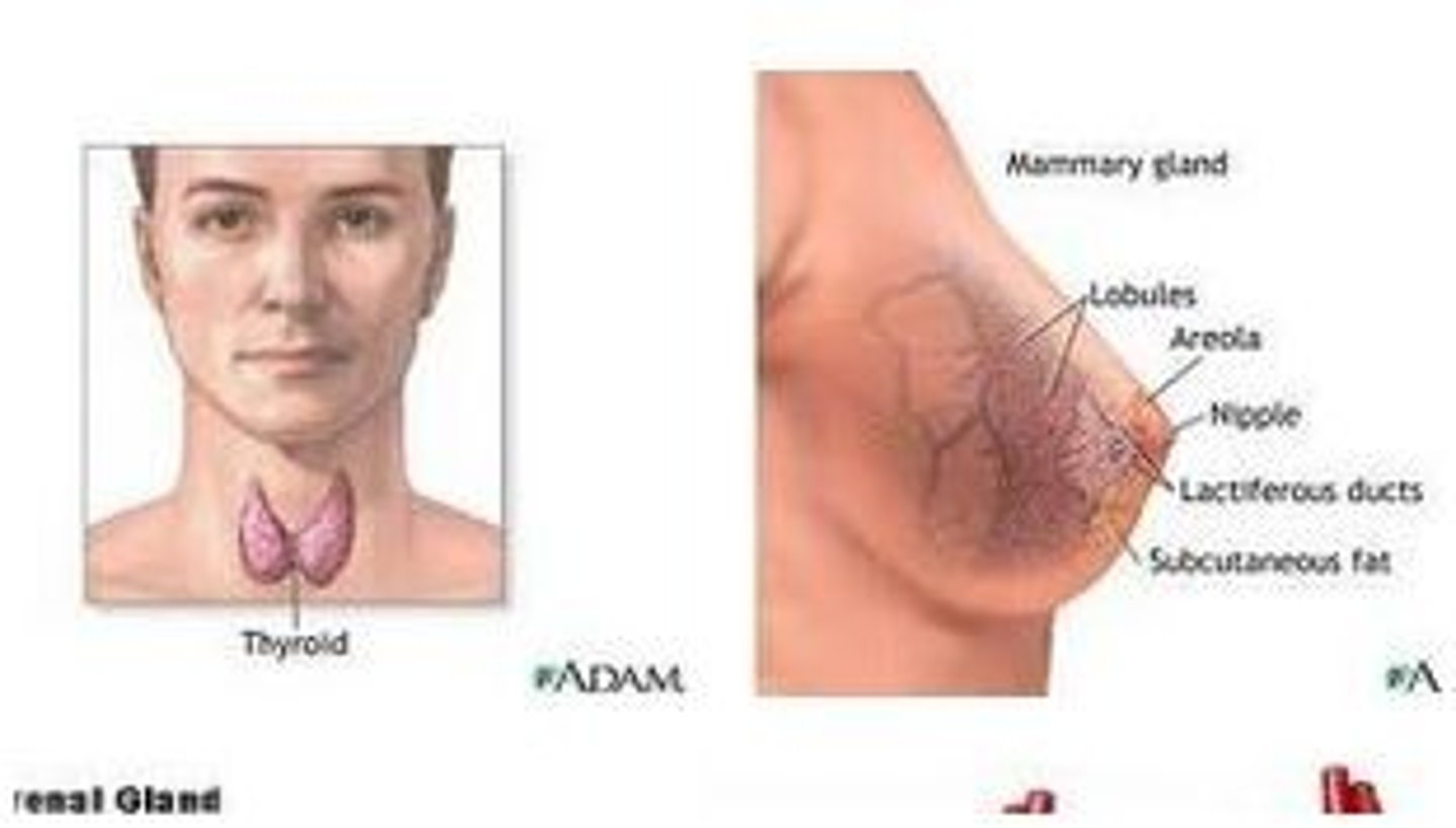 <p>gland</p>