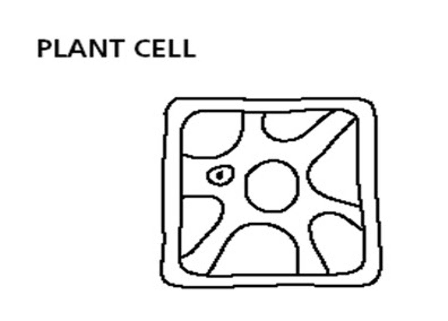 <p>As a plant cell shrivels its plasma membrane pulls away from the wall</p>
