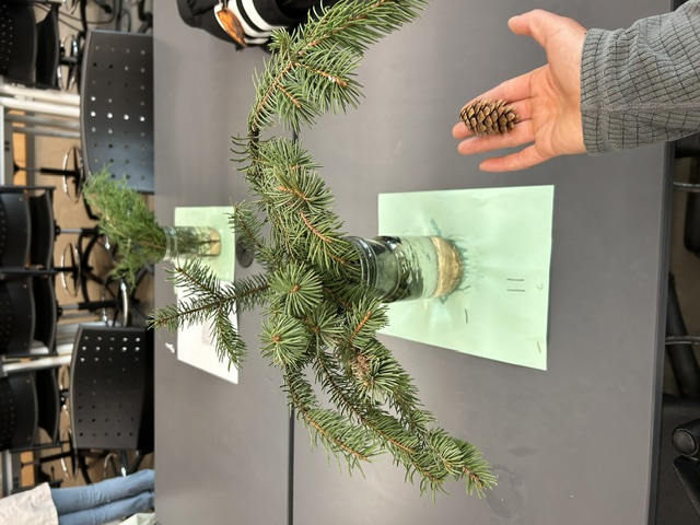 <p>Engelmann spruce</p>