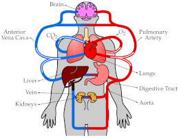 <p>(<em>noun</em>) <span>the movement of blood around the body</span></p><p><span>“Exercise improves your blood _______.”</span></p>