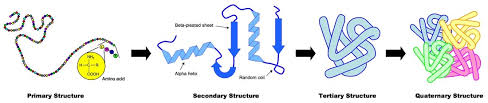 <ol><li><p>Primary: peptide bonds (polypeptides)</p></li><li><p>Secondary: hydrogen bonds (alpha helix vs beta pleated sheet)</p></li><li><p>Tertiary: disulfide bridges (covalent), hydrogen bonds, ionic bonds, and hydrophobic interactions (between R groups to achieve 3D structure)</p></li><li><p>Quaternary: Bonds between multiple polypetide chains </p><ol><li><p>Conjugated: combine with non amino acid material</p></li><li><p>Non conjugated: only made up of amino acids </p></li></ol></li></ol><p></p>