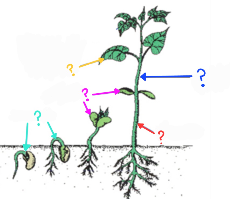 <p>What is labeled by the yellow arrow?</p>