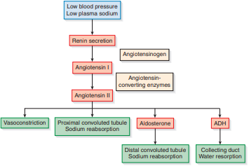 <p>System that responds to changes in blood pressure and plasma sodium content</p>
