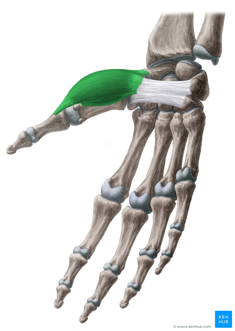 <ol><li><p>identify this muscle,</p></li></ol><p>2. its origin(s),</p><p>3. its insertion(s),</p><ol start="4"><li><p>action(s)</p></li></ol><p></p>