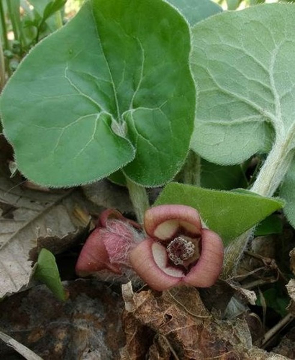<p>SCRATCH AND SNIFF!</p><p>ginger fragrance; colonizing habit; groundcover</p><p>leaves: arrow shaped</p><p>blooms: flowers at ground level under foliage; brown; urn shaped</p>