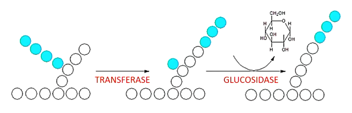<ol><li><p>transfers 3 residues of branching chain to 4’ end of a different chain (transferase)</p></li><li><p>cleaves remaining glucose to produce 1 free glucose (glucosidase)</p></li></ol><p></p>