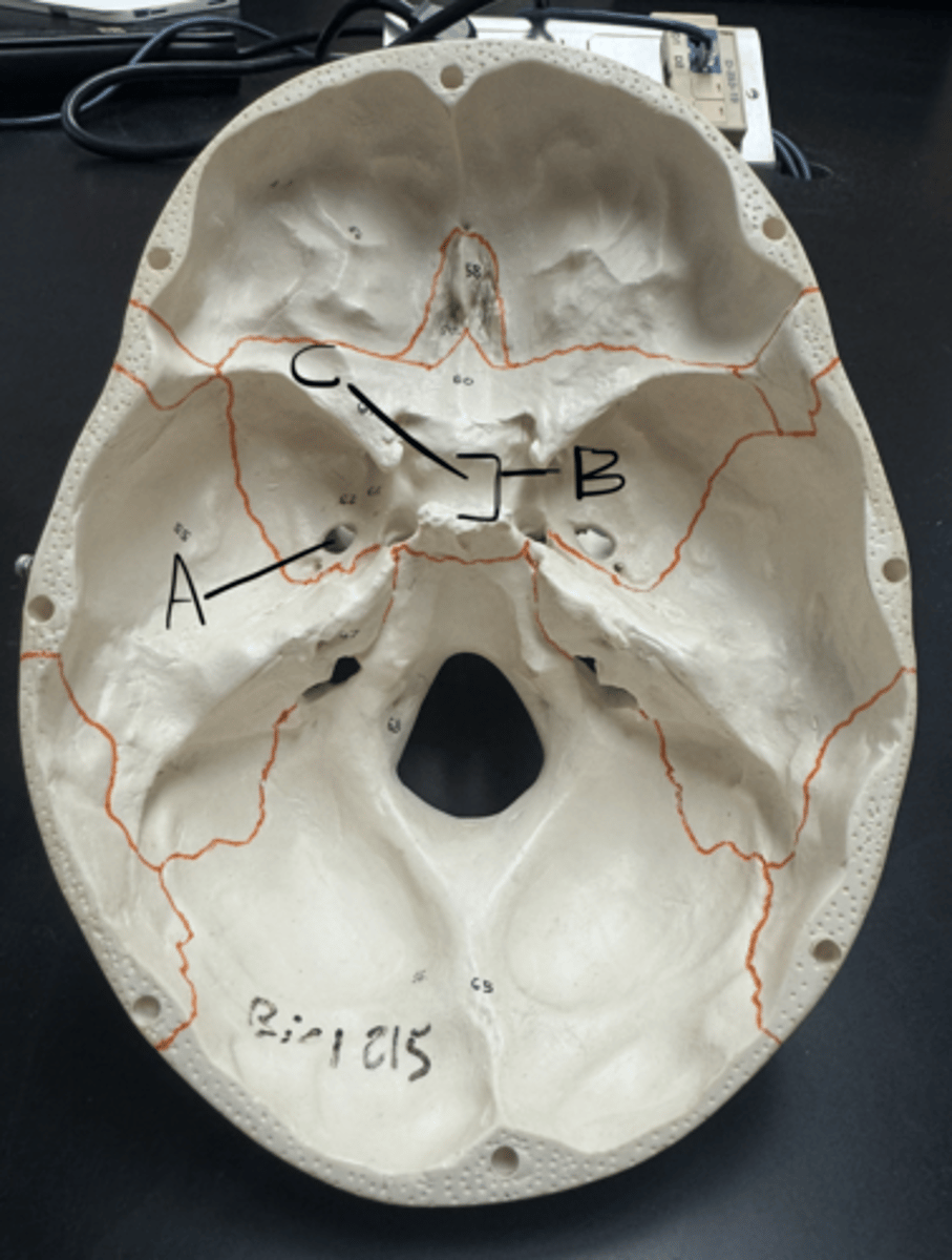 knowt flashcard image