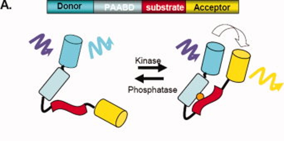 __PAABD__: binds phosphorylated amino acids

* add donor, acceptor, and PAABD on protein


* if protein gets **phosphorylated, PAABD will bind** to it
* protein **folds in** on itself, bringing donor and acceptor close enough together for a **FRET/interaction signal**