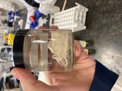 <p>What is the genus species of this tapeworm? Its proglottids are elongated and resemble a cucumber seed when fresh, and a grain of rice when dry</p>