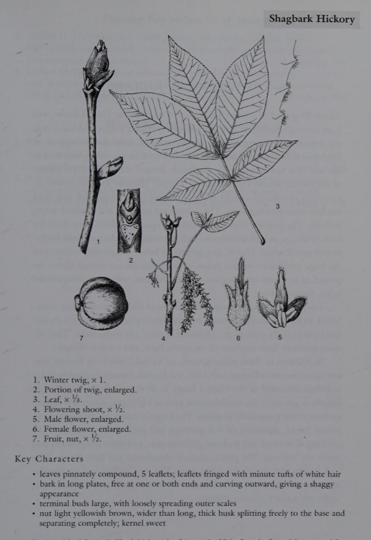 <p>Family: Juglandaceae</p><p>Physiognomy: Nt Tree</p><p>Common Name: Shagback Hickory</p><p>Leaf: Alternate, pinnately compound, 5 leaflets (almost always)</p>